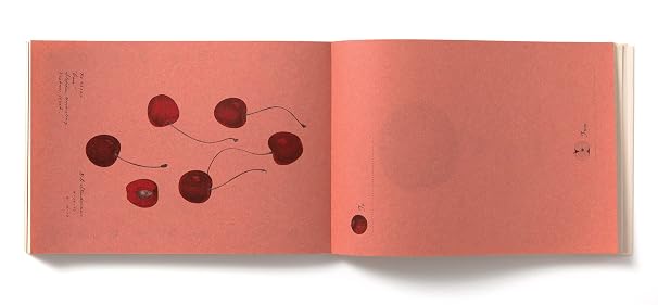 An open book or art print showing a coral-pink spread with several dark red cherry illustrations and small handwritten notes.
