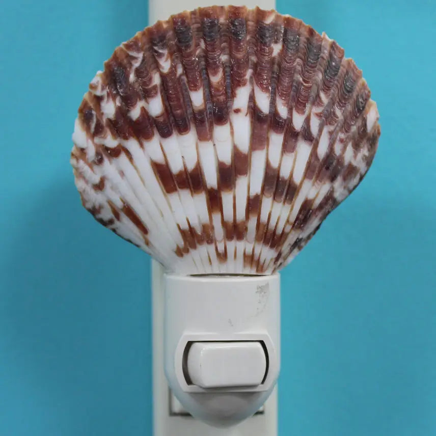 Calico Pecten Seashell Night Light