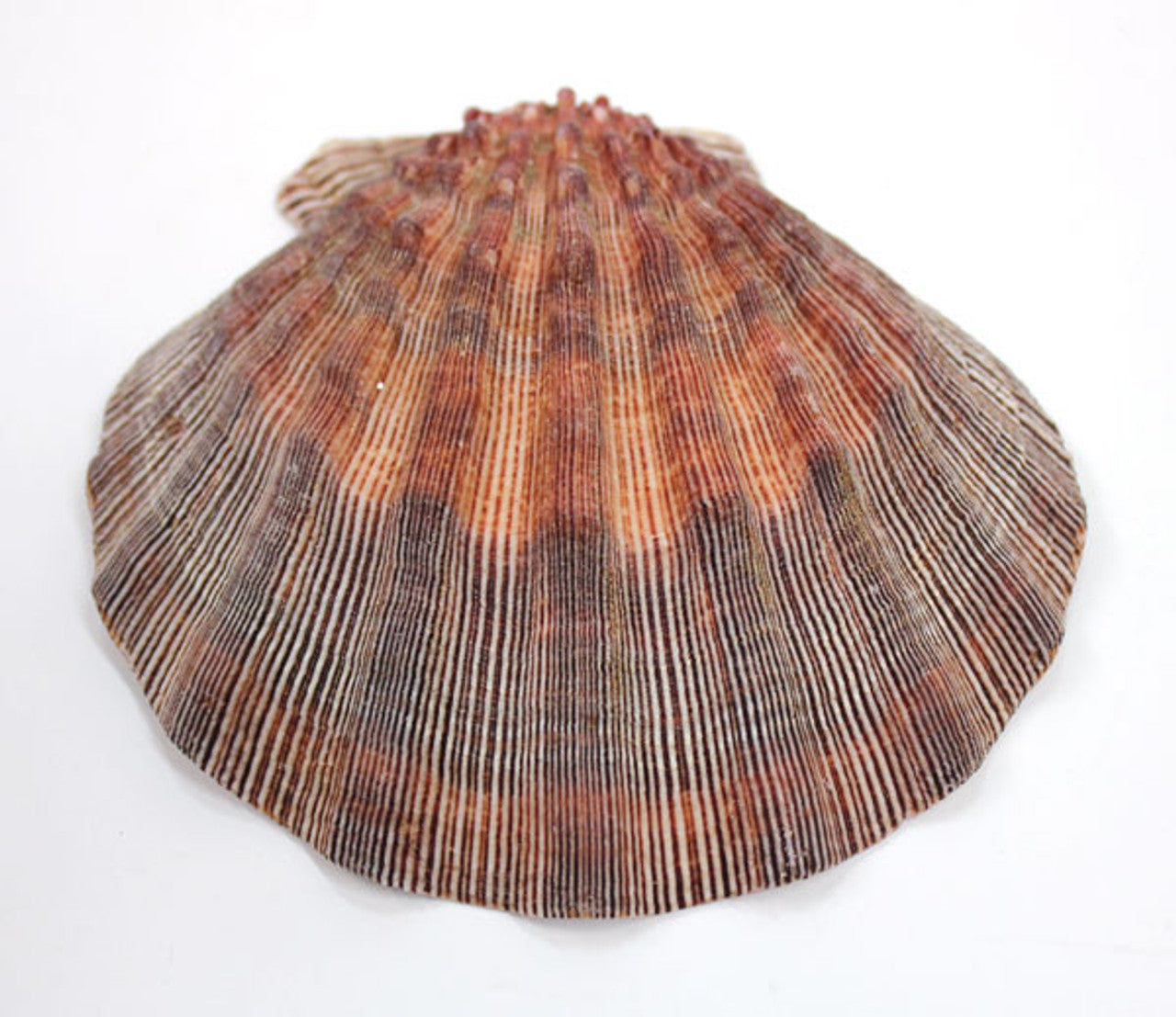 Lion's Paw Scallop Shell Dish