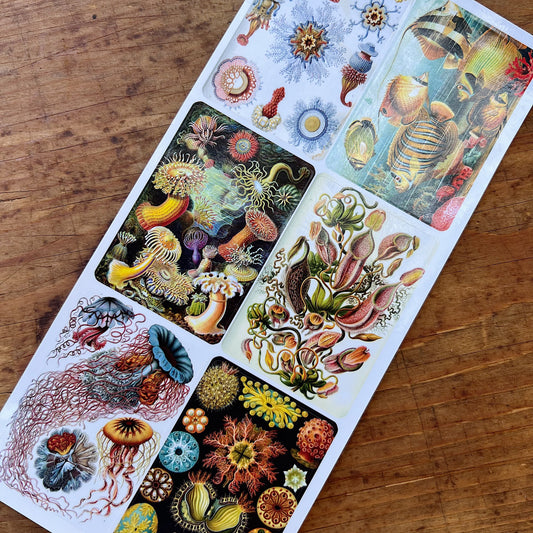 Violette Stickers | Naturescapes