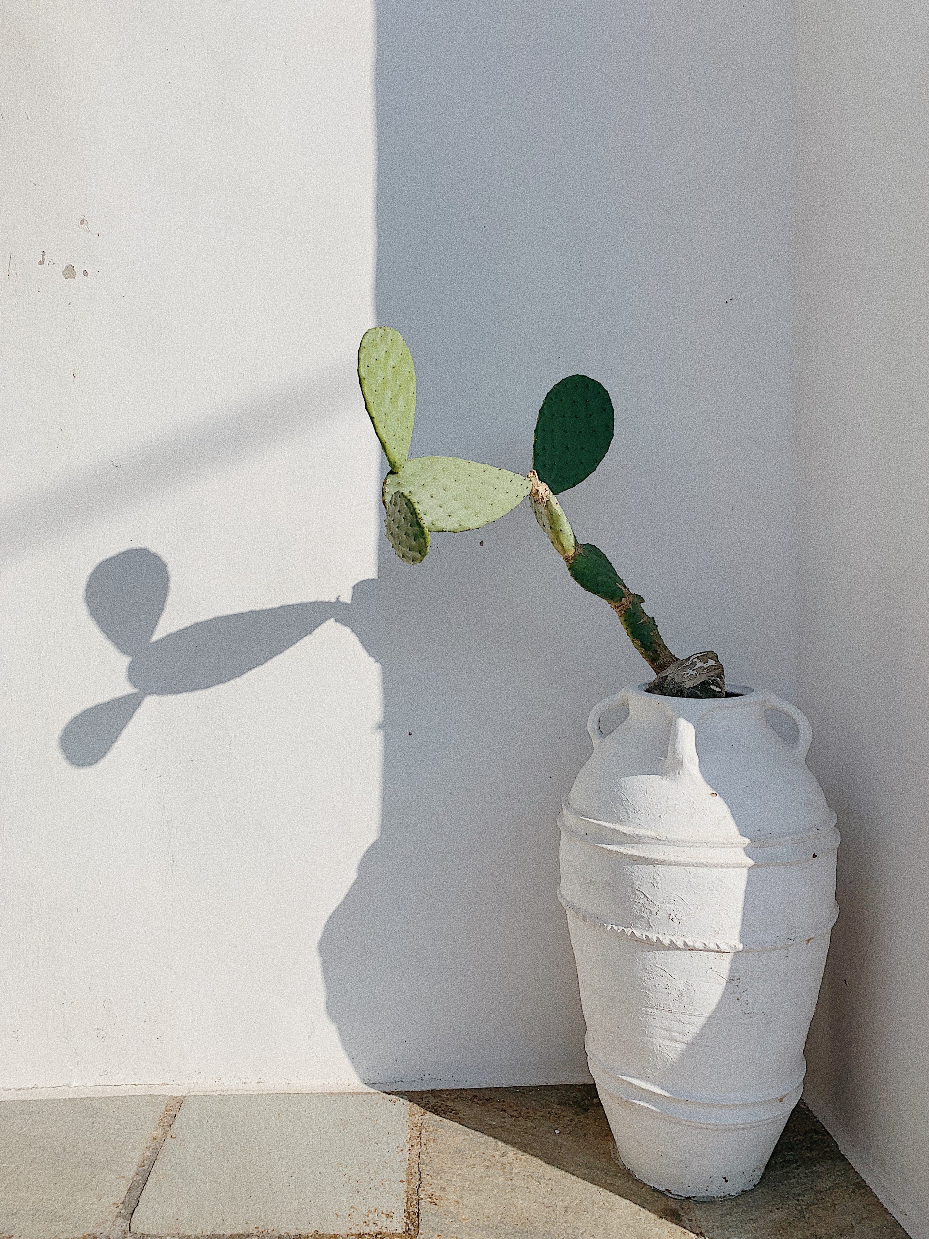 A cactus in a white pot sits in the shade of a building casting a shadow of itself onto a bright white wall.