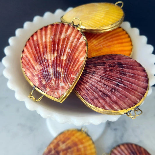 Seashell Coin Purse