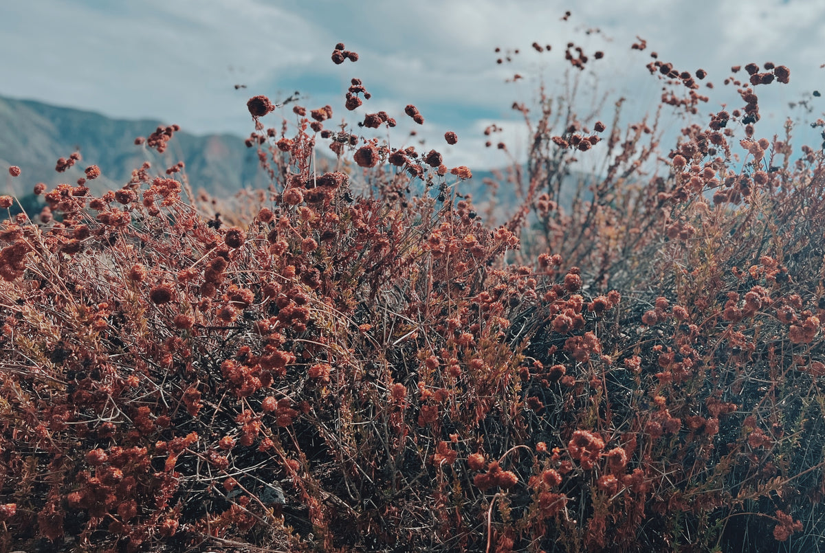 Close up of California sage brush and dry chaparral grasses against a cloudy blue sky