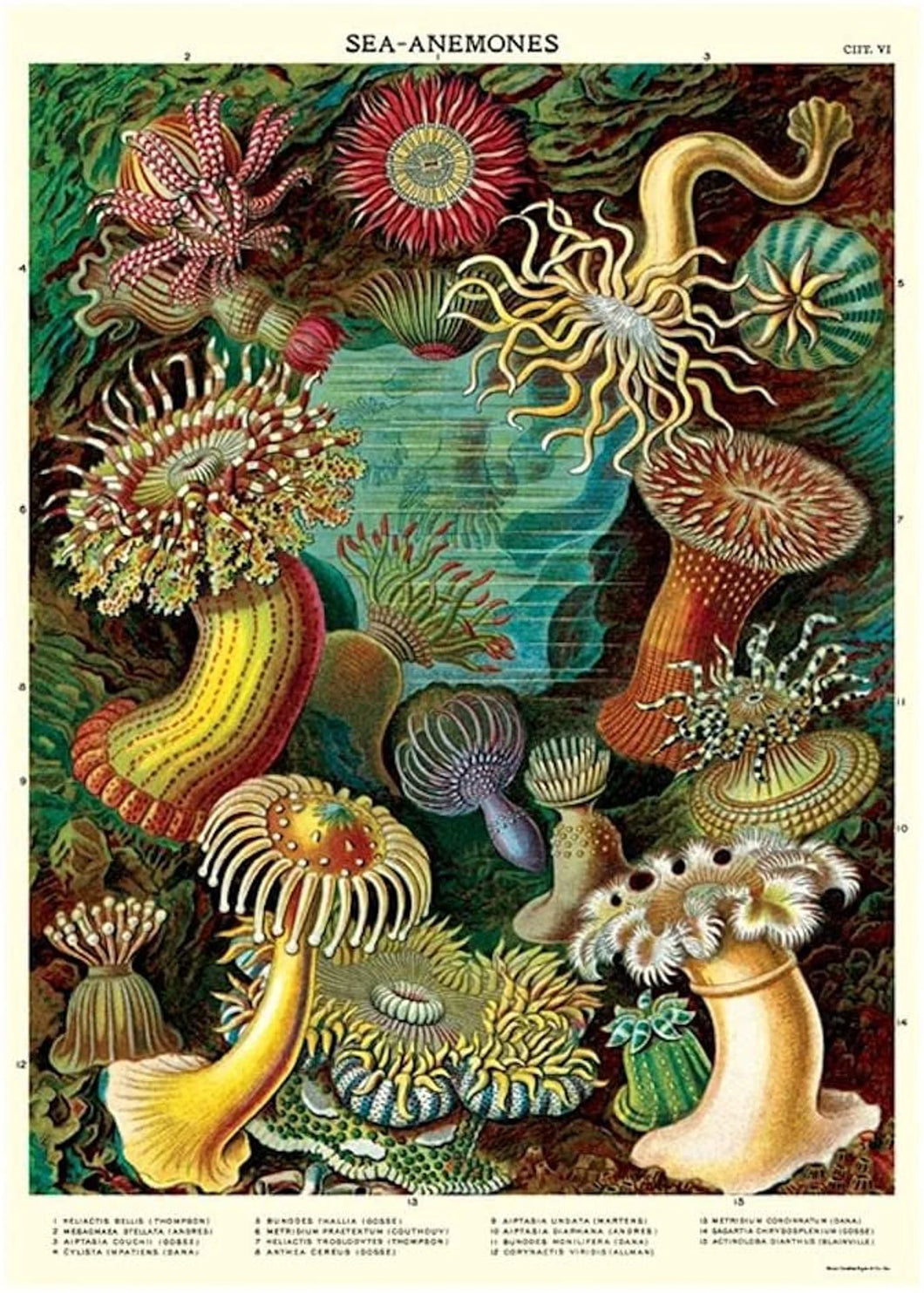 Cavallini | Sea Anemones Print