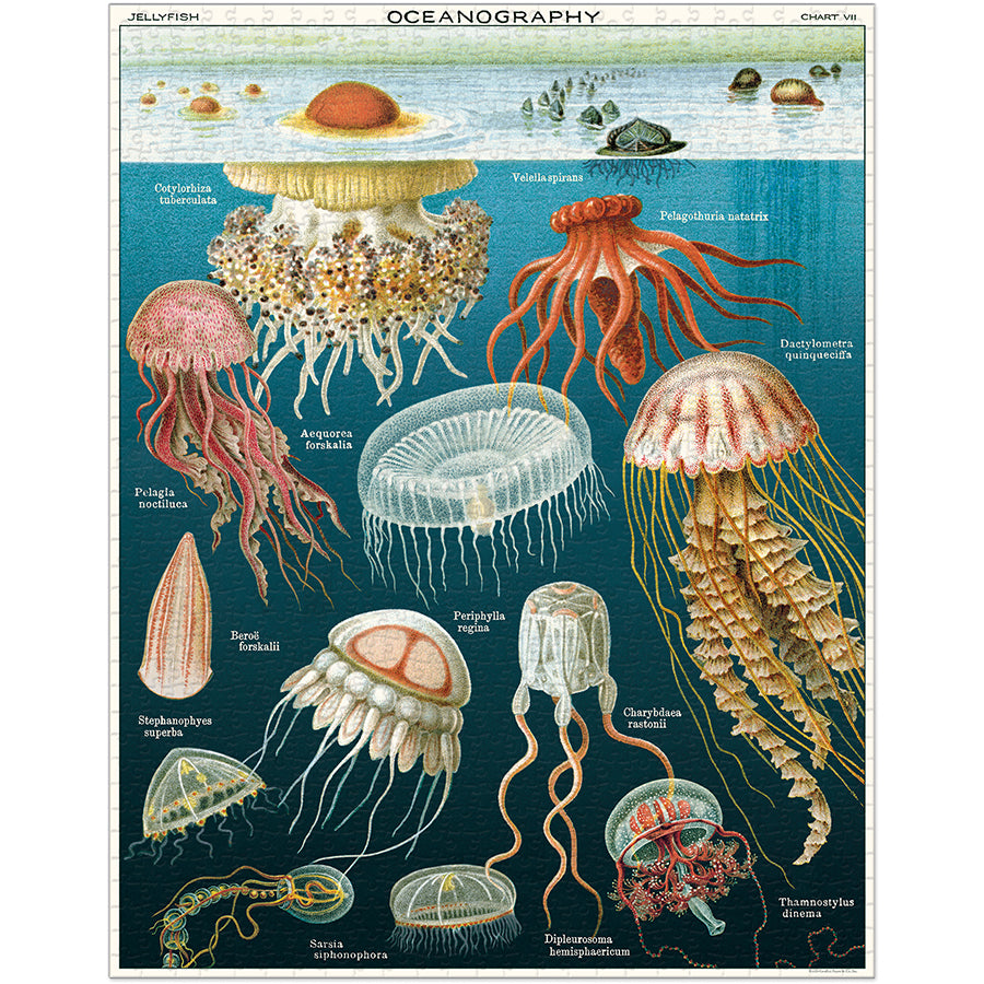 Finished puzzle image: a vintage oceanography chart of jellyfish species with their Latin names on a deep blue sea background.
