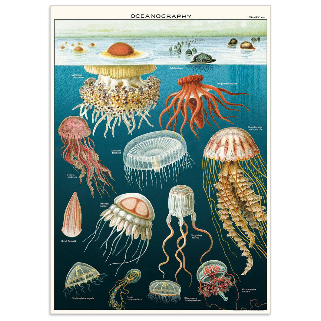 Cavallini | Jellyfish Print