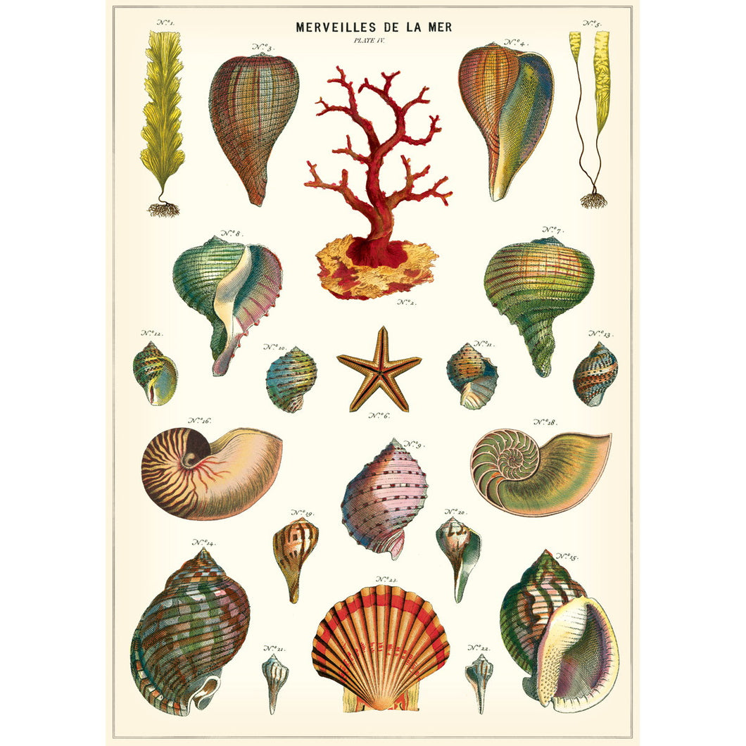 Cavallini | Sea Shell Print