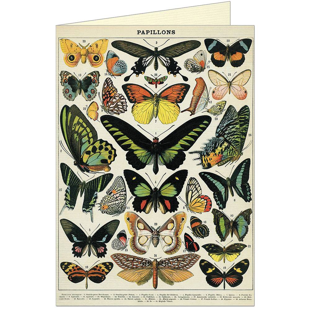 Cavallini | Botanical Butterfly Print Card