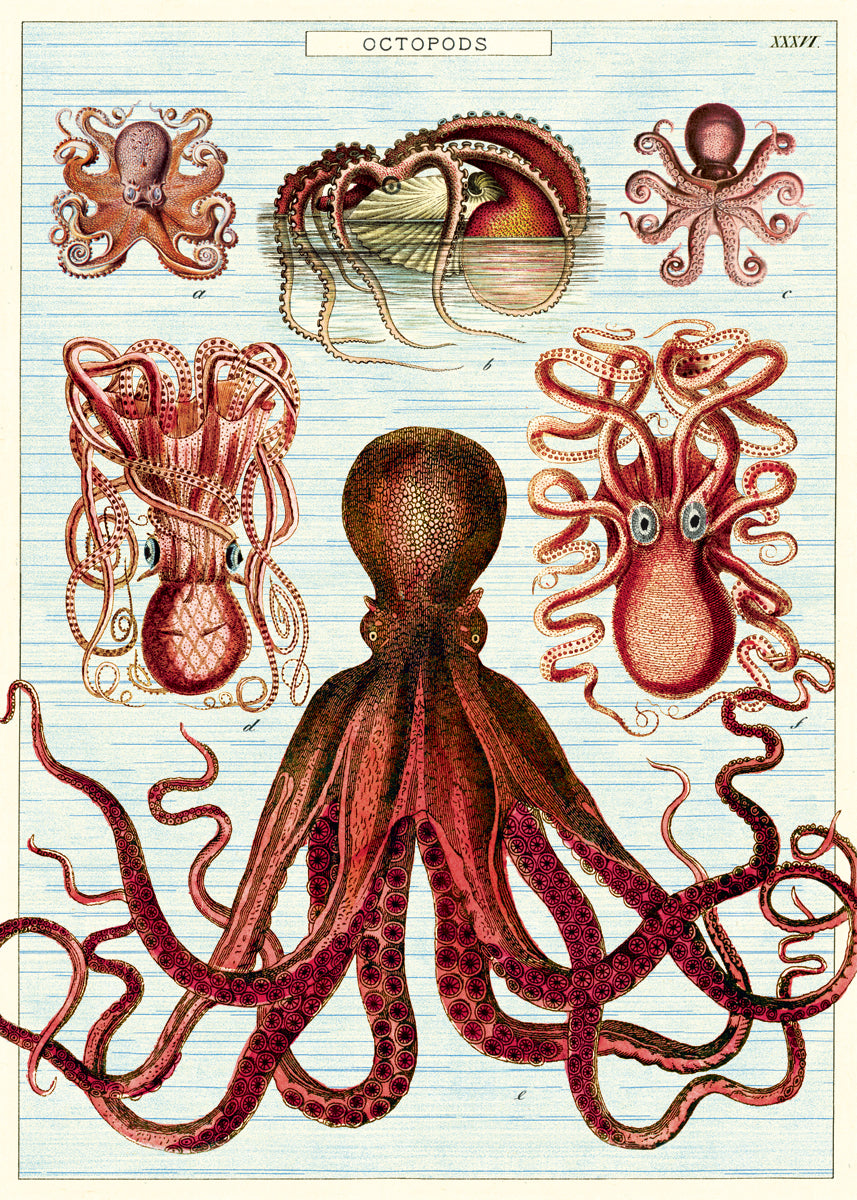 This print features reproductions of vintage octopods.