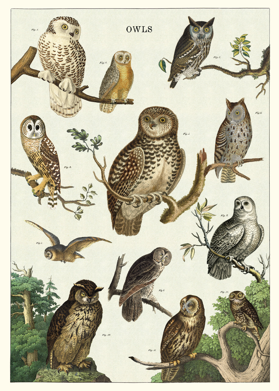 A beautiful and vivid chart of vintage owl images by Cavallini Co.